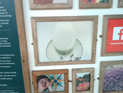 Eden Project
