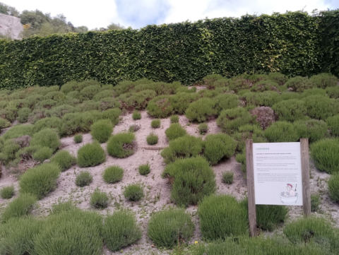 Eden Project