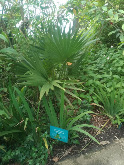 Eden Project