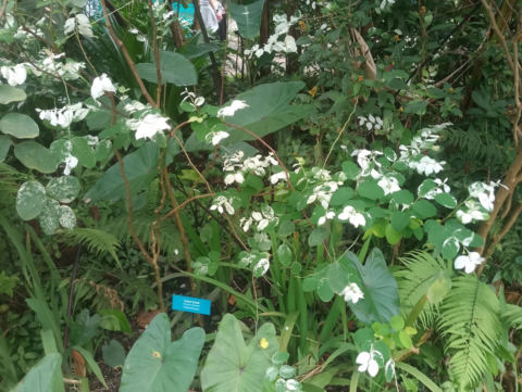 Eden Project