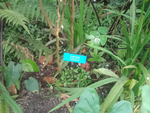 Eden Project