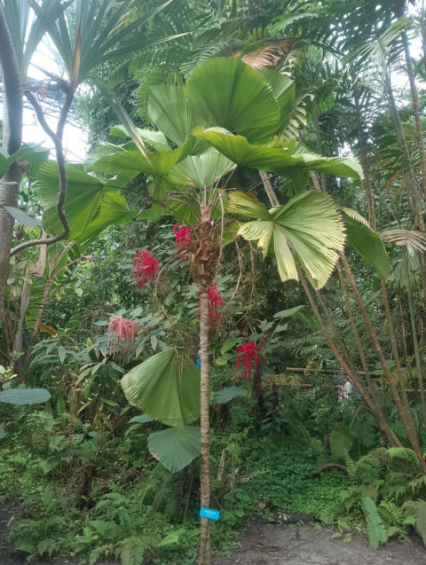 Eden Project