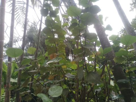 Eden Project