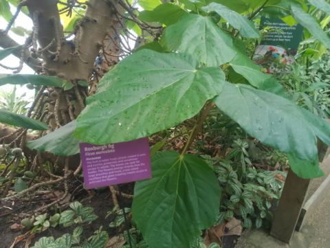 Eden Project