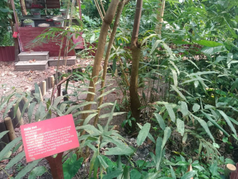 Eden Project