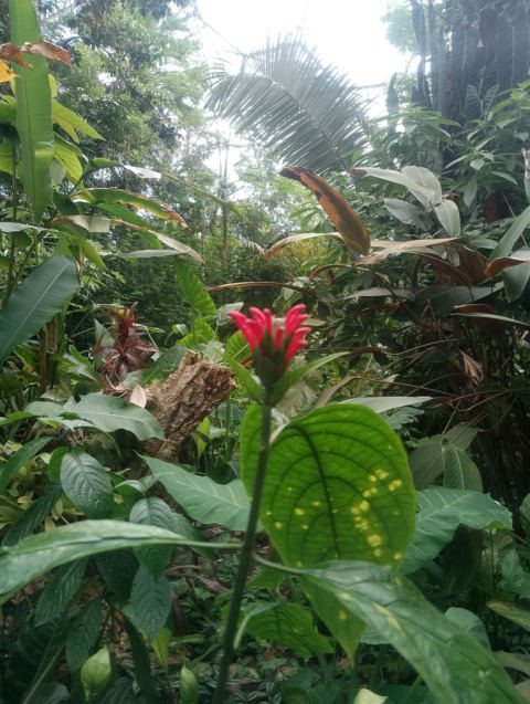 Eden Project