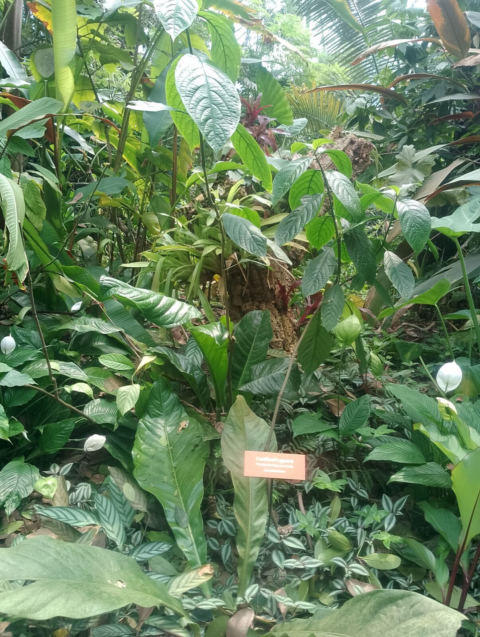 Eden Project