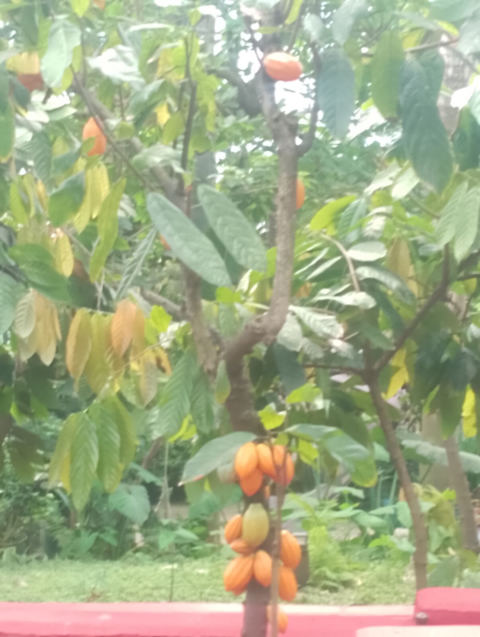 Eden Project