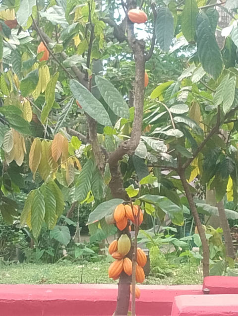Eden Project
