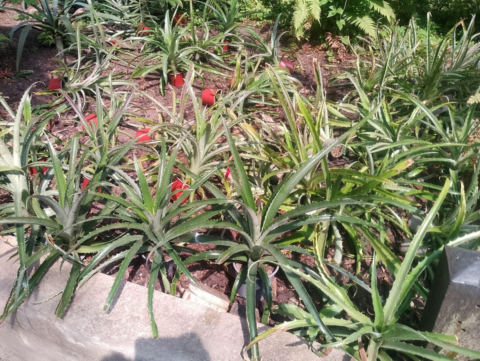 Eden Project