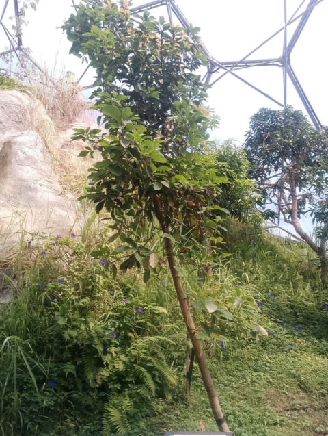 Eden Project