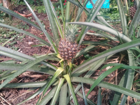 Eden Project