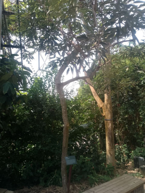Eden Project