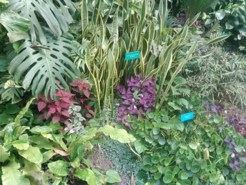 Eden Project