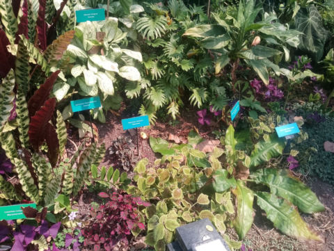 Eden Project