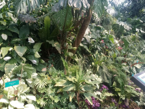 Eden Project