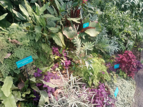 Eden Project