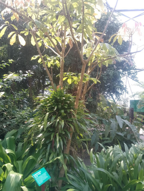 Eden Project