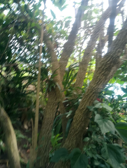 Eden Project