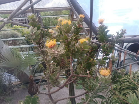 Eden Project