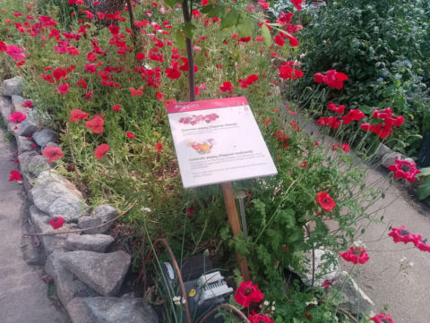 Eden Project