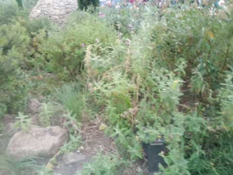 Eden Project