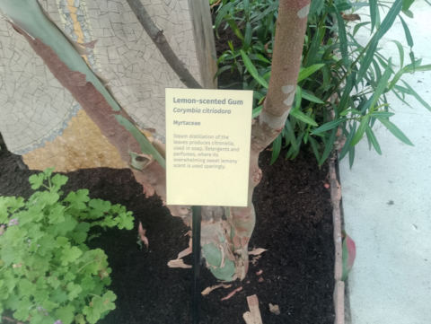 Eden Project