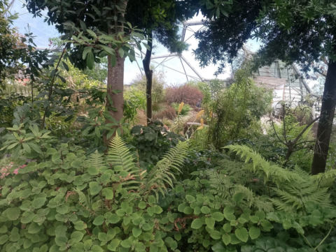 Eden Project