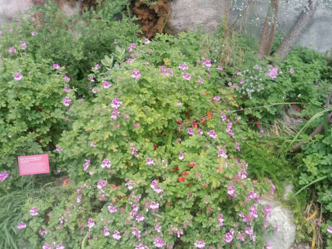 Eden Project