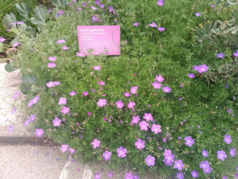 Eden Project