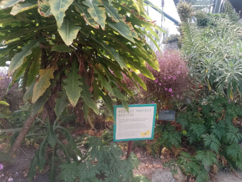 Eden Project