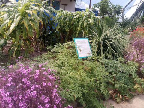 Eden Project