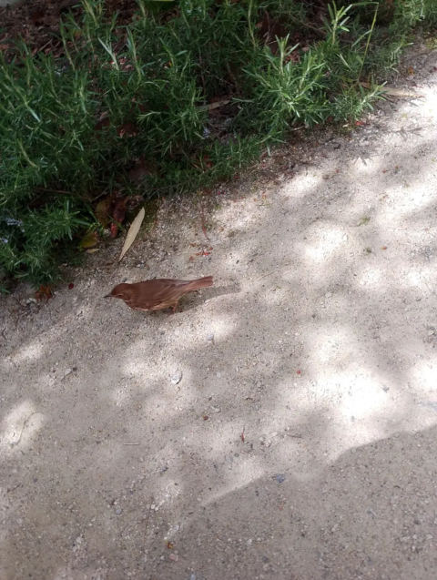 Thrush near the Steward's House