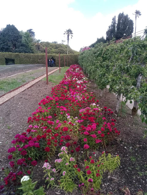Vegetable gardens and hedges