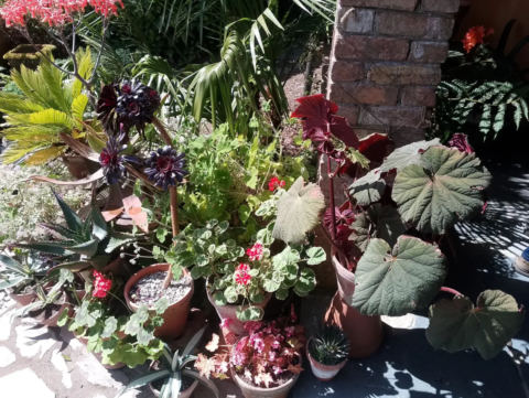 Plants by the greenhouse