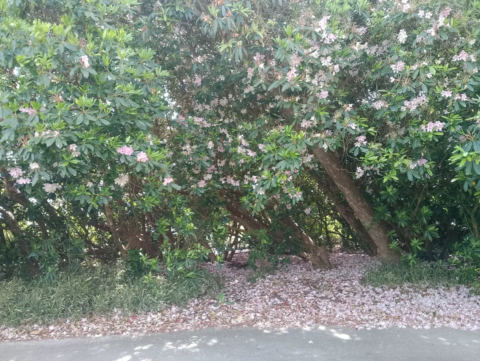 Historical garden display