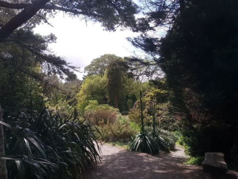 Entering the jungle path