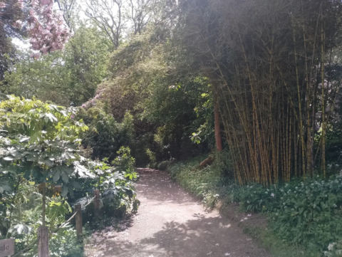 Bamboo jungle path