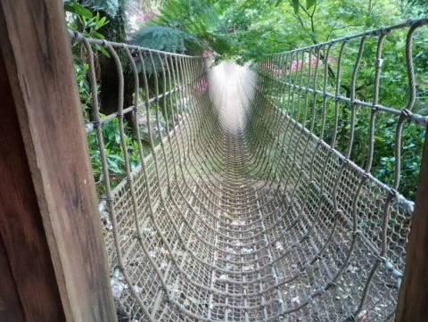 Rope bridge above the jungle