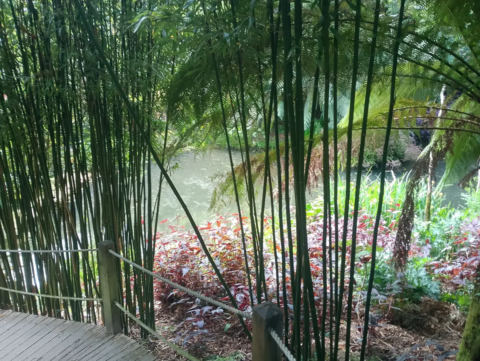 Fern trees in the jungle