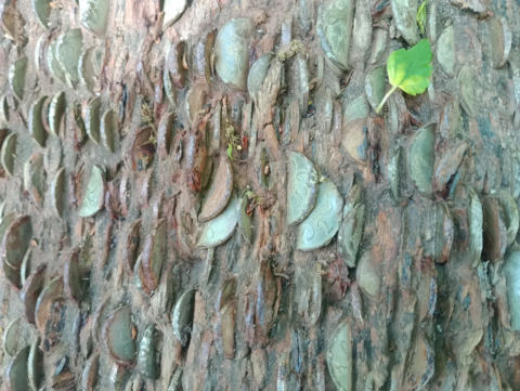 Wishing log detail
