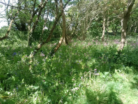 Bluebell woodland