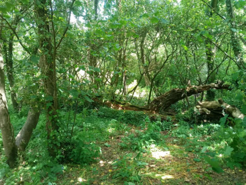Garden trail