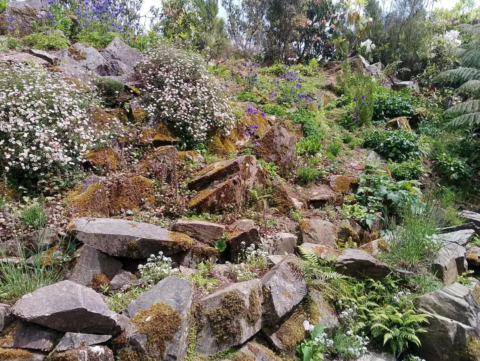 Garden plants