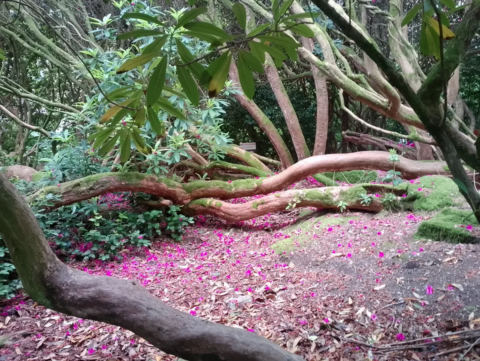 Upper garden view