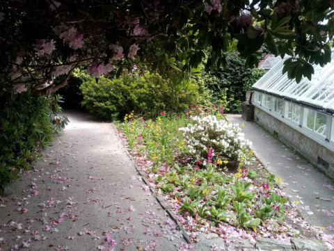 Rhododendron petals on the path