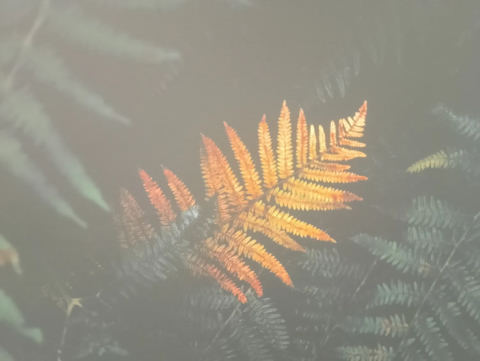 Nature art display