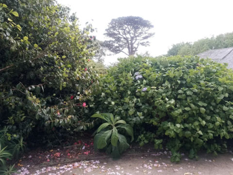 Bird sanctuary path