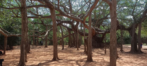 Banyan