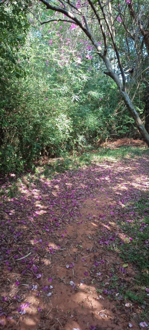 Purple Trail